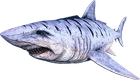 Megalodon
